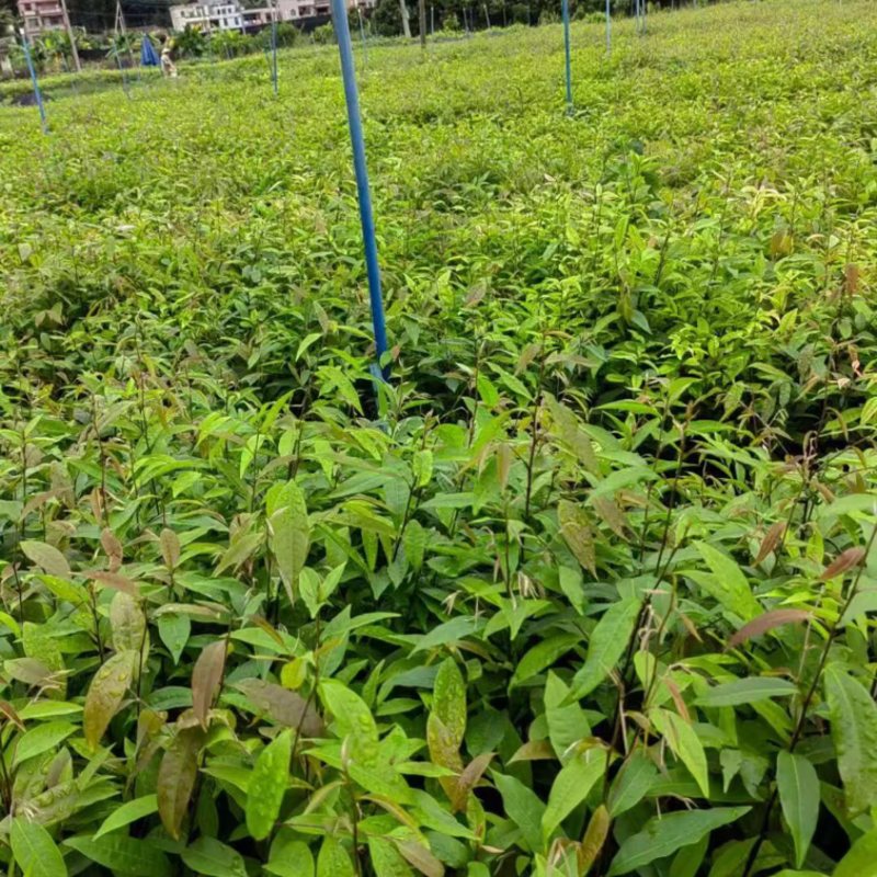 红椎品质保证服务周到价格美丽欢迎联系一手货源