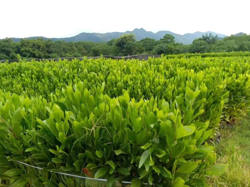 马占品质保证服务周到产地直发价格美丽