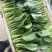 德高热风青梗菜种子耐热青梗青叶青菜种籽叶色深绿油亮不拔节