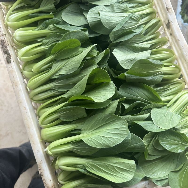 德高热风青梗菜种子耐热青梗青叶青菜种籽叶色深绿油亮不拔节