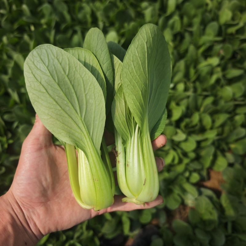 德高热风青梗菜种子耐热青梗青叶青菜种籽叶色深绿油亮不拔节