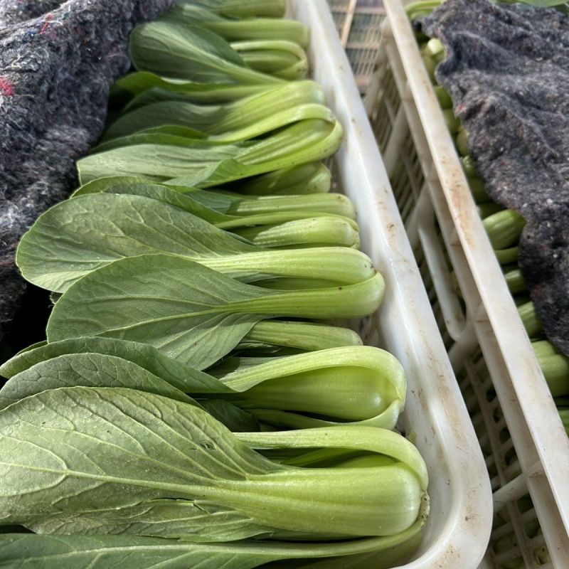 德高热风青梗菜种子耐热青梗青叶青菜种籽叶色深绿油亮不拔节