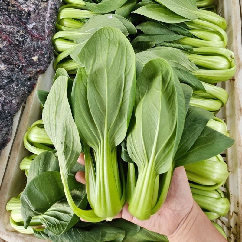 德高热风青梗菜种子耐热青梗青叶青菜种籽叶色深绿油亮不拔节