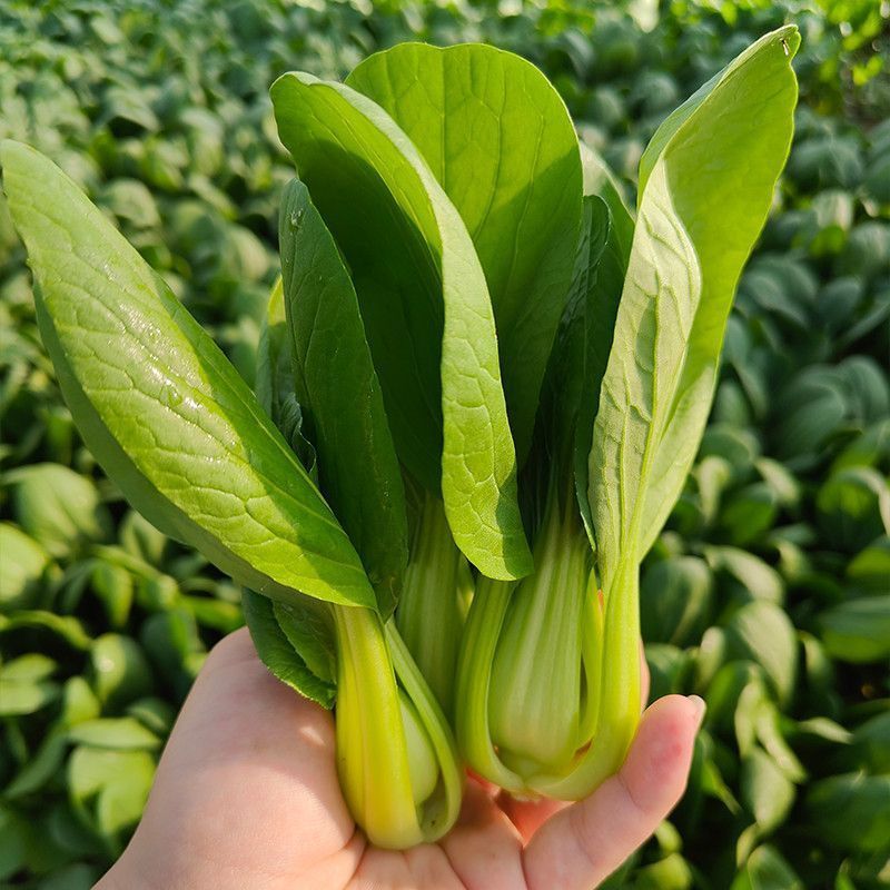 德高热风青梗菜种子耐热青梗青叶青菜种籽叶色深绿油亮不拔节