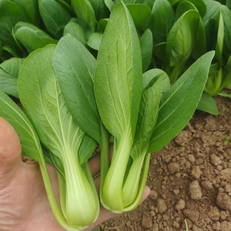 德高热风青梗菜种子耐热青梗青叶青菜种籽叶色深绿油亮不拔节