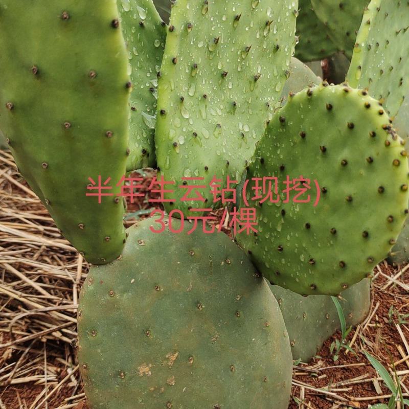 仙人掌种苗