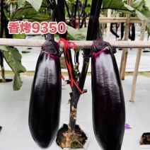 龙盛香烤9350茄子种子烧烤茄种子紫黑油亮棒形茄子种籽