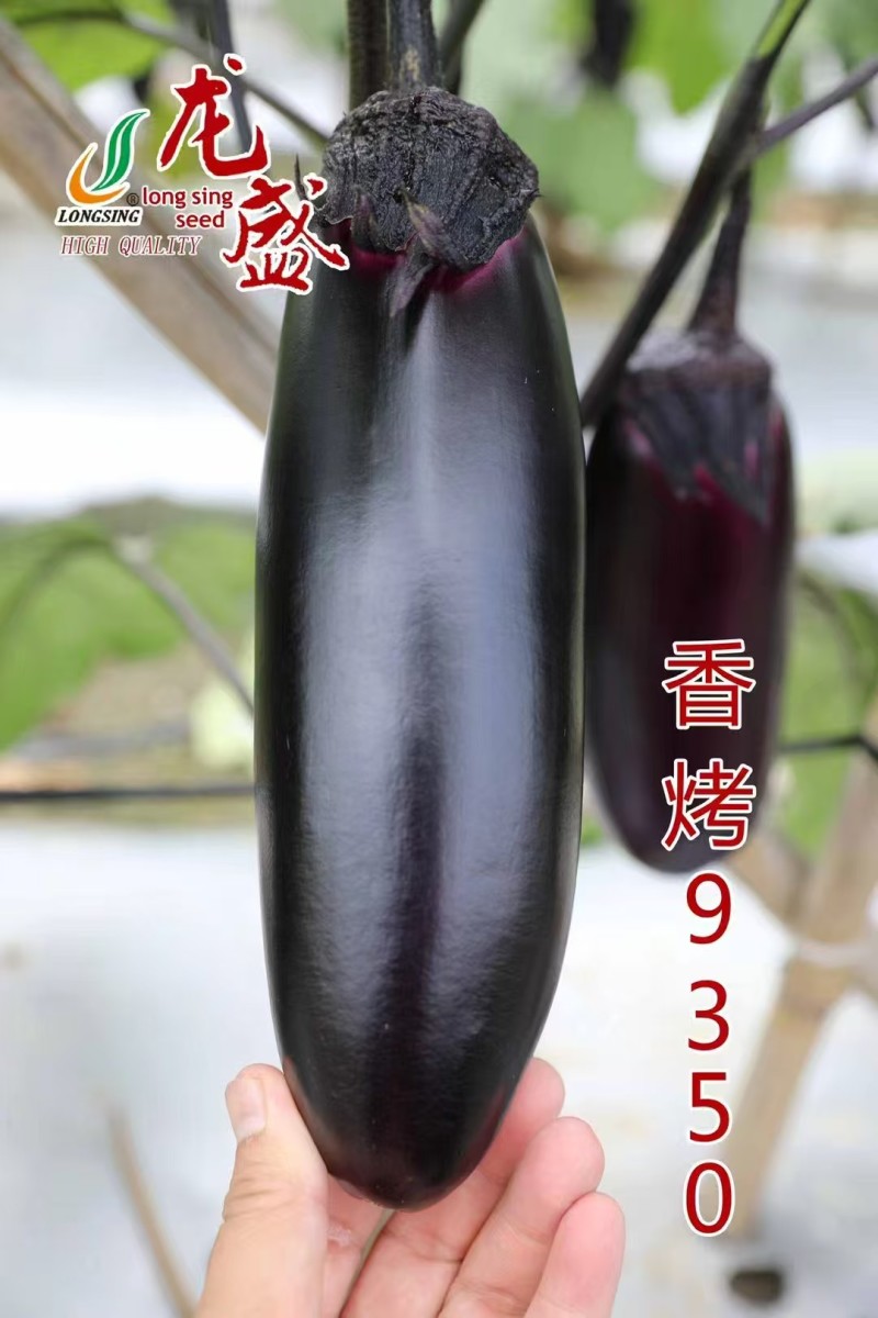 龙盛香烤9350茄子种子烧烤茄种子紫黑油亮棒形茄子种籽