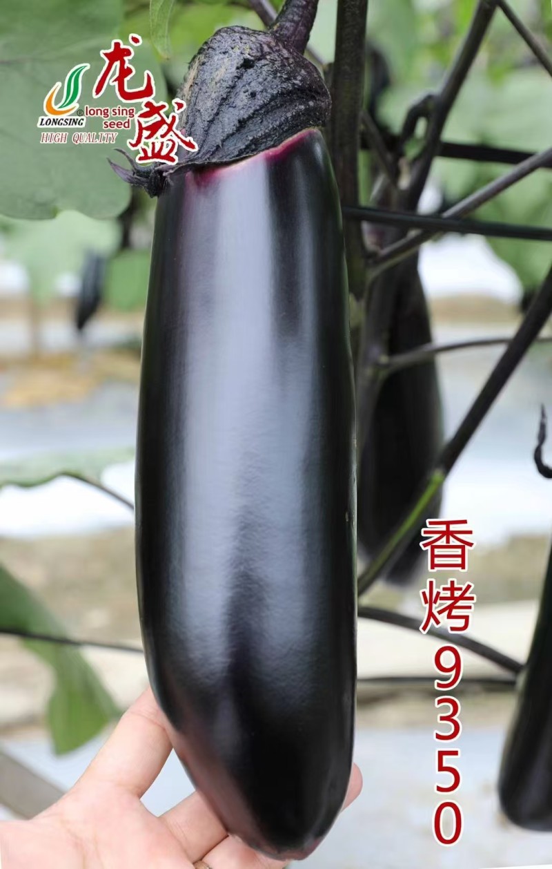 龙盛香烤9350茄子种子烧烤茄种子紫黑油亮棒形茄子种籽