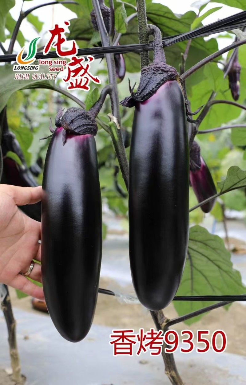 龙盛香烤9350茄子种子烧烤茄种子紫黑油亮棒形茄子种籽