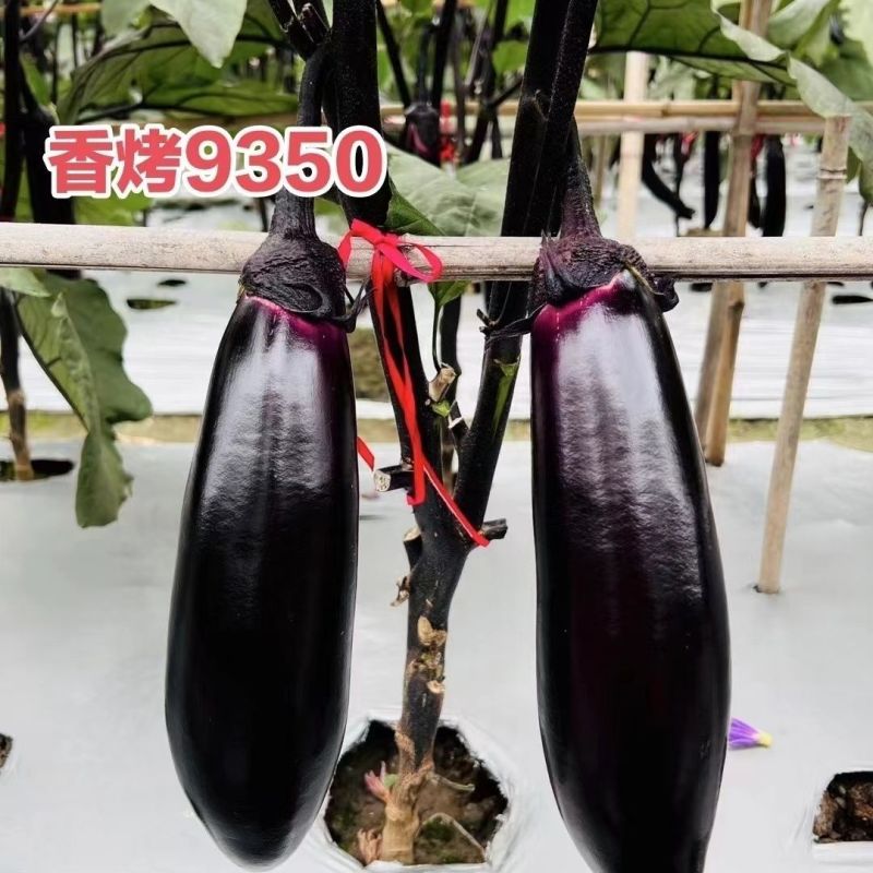 龙盛香烤9350茄子种子烧烤茄种子紫黑油亮棒形茄子种籽
