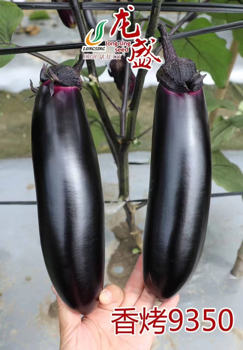 龙盛香烤9350茄子种子烧烤茄种子紫黑油亮棒形茄子种籽