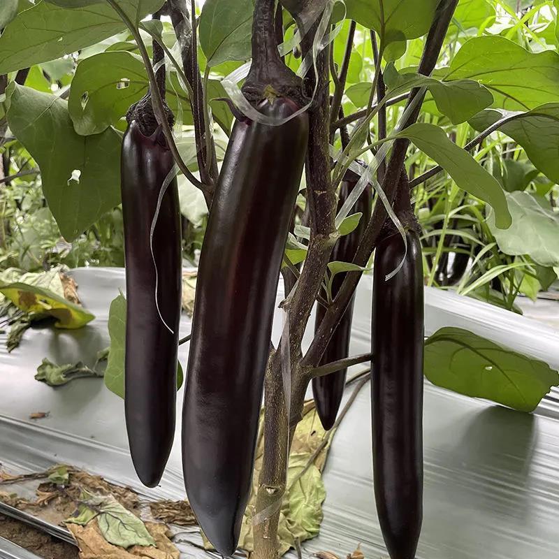 川早9237早熟紫萼长茄种子淡绿肉果面油黑有光泽硬度中等