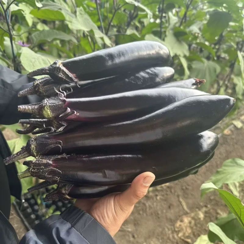 川早9237早熟紫萼长茄种子淡绿肉果面油黑有光泽硬度中等