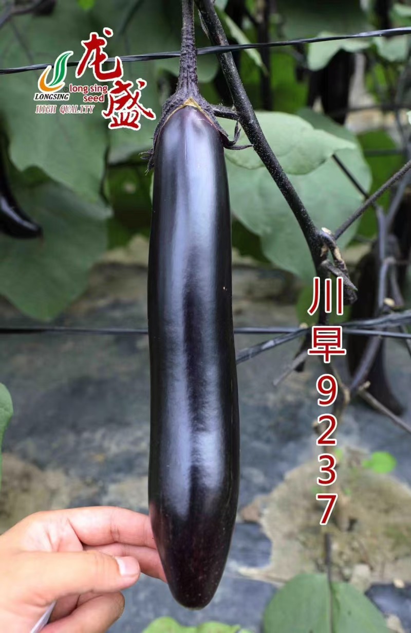 川早9237早熟紫萼长茄种子淡绿肉果面油黑有光泽硬度中等