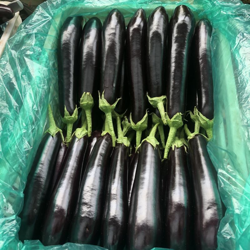 川早9237早熟紫萼长茄种子淡绿肉果面油黑有光泽硬度中等