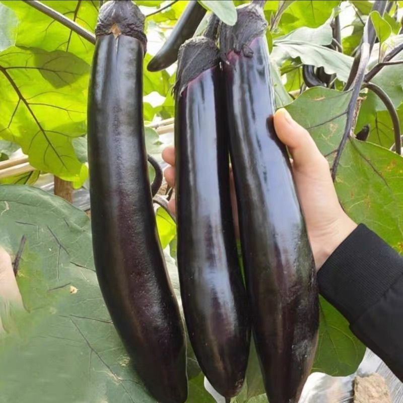 川早9237早熟紫萼长茄种子淡绿肉果面油黑有光泽硬度中等