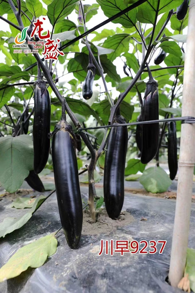 川早9237早熟紫萼长茄种子淡绿肉果面油黑有光泽硬度中等