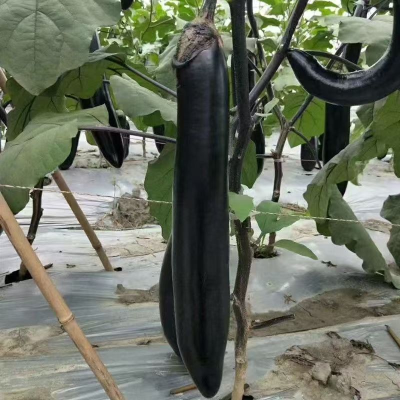 川早9237早熟紫萼长茄种子淡绿肉果面油黑有光泽硬度中等