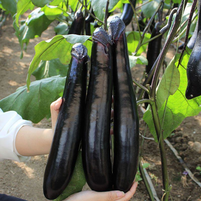 川早9237早熟紫萼长茄种子淡绿肉果面油黑有光泽硬度中等