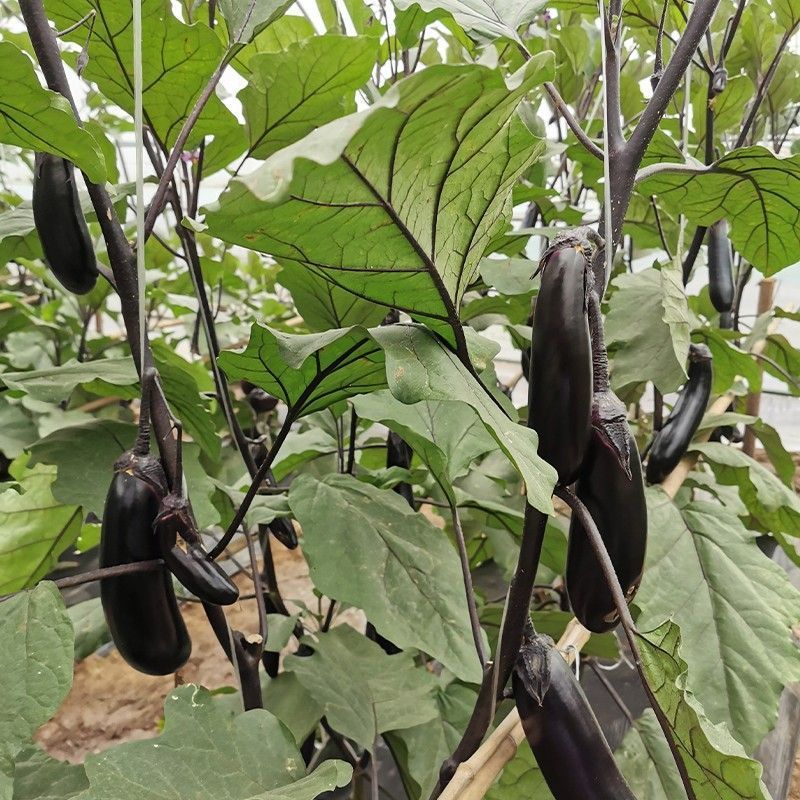 香烤9286烧烤茄种子四川龙盛优质黑紫棒形茄子早熟