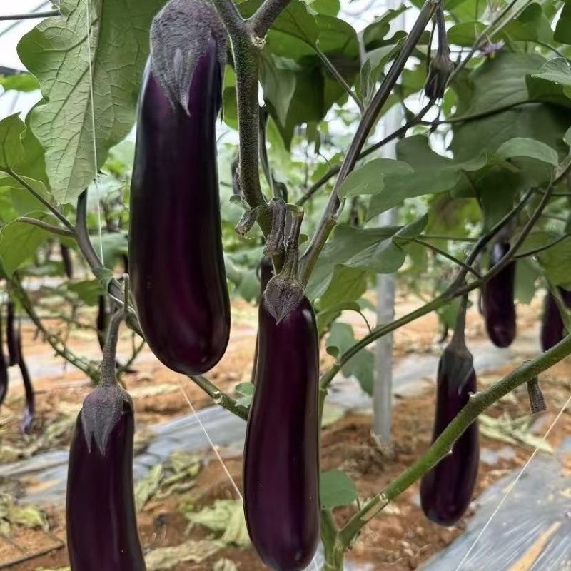 香烤9286烧烤茄种子四川龙盛优质黑紫棒形茄子早熟