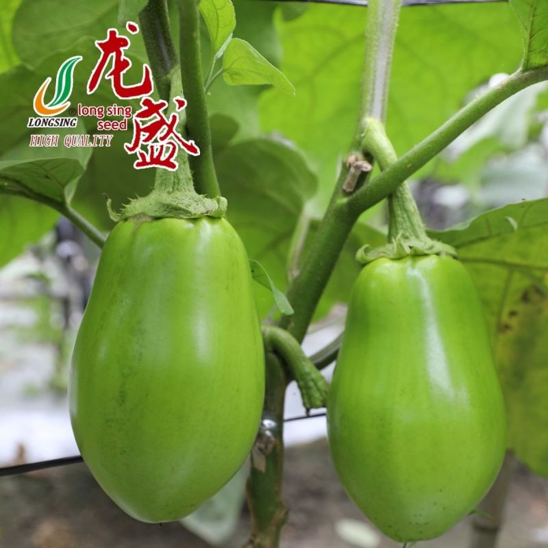 龙盛青甜绿茄种子农家春夏耐热中熟灯泡形茄子种籽青茄籽蔬菜