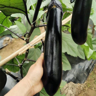 龙盛万丰长茄种子中熟果皮紫黑色长棒型光泽度好肉质细嫩春秋