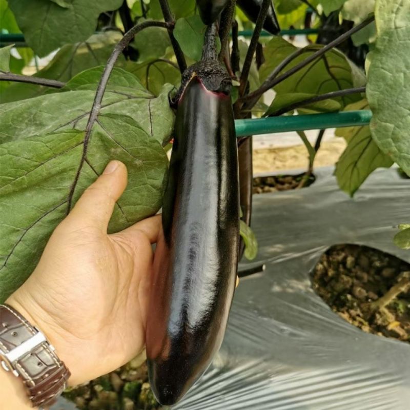 龙盛万丰长茄种子中熟果皮紫黑色长棒型光泽度好肉质细嫩春秋
