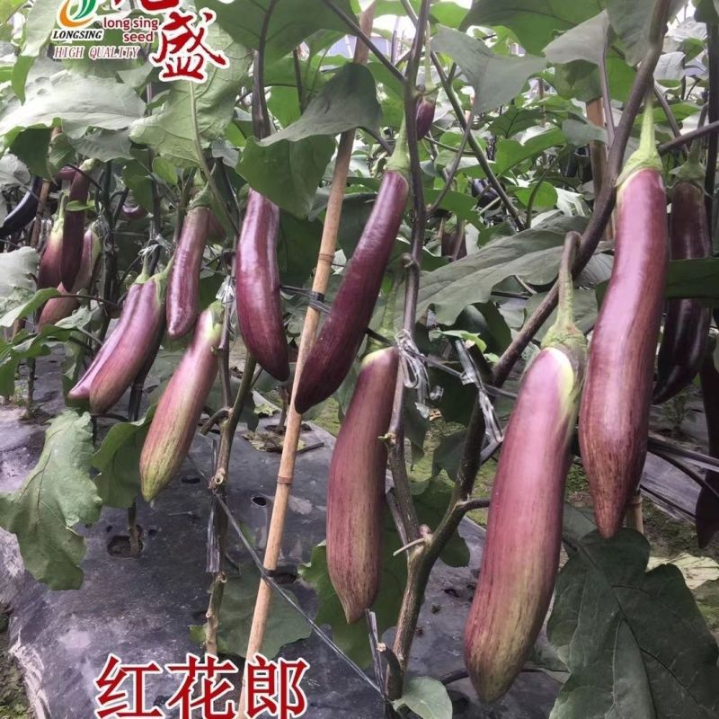 龙盛红花郎茄子种子早熟高产茄子果面浅绿色带紫红色细条纹