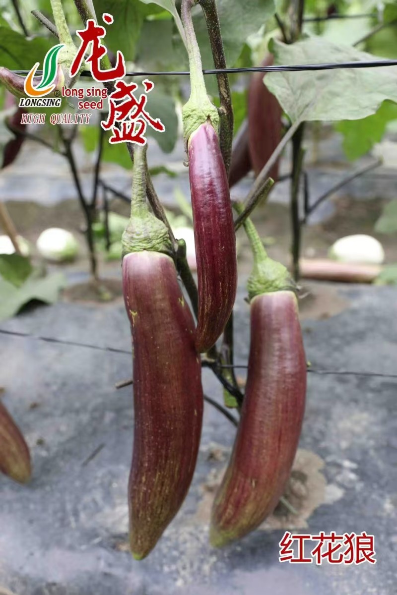 龙盛红花郎茄子种子早熟高产茄子果面浅绿色带紫红色细条纹