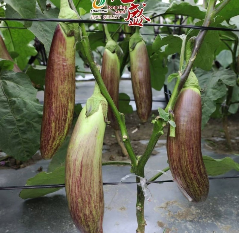 龙盛红花郎茄子种子早熟高产茄子果面浅绿色带紫红色细条纹