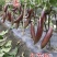 龙盛红花郎茄子种子早熟高产茄子果面浅绿色带紫红色细条纹