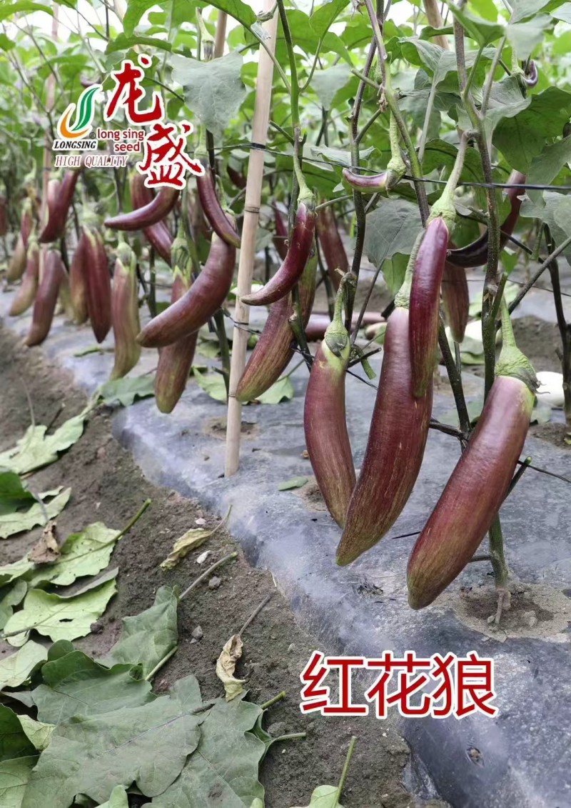 龙盛红花郎茄子种子早熟高产茄子果面浅绿色带紫红色细条纹