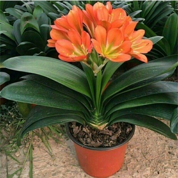 君子兰带花苞四季开花名贵绿植室内花卉植物阳台卧室花卉