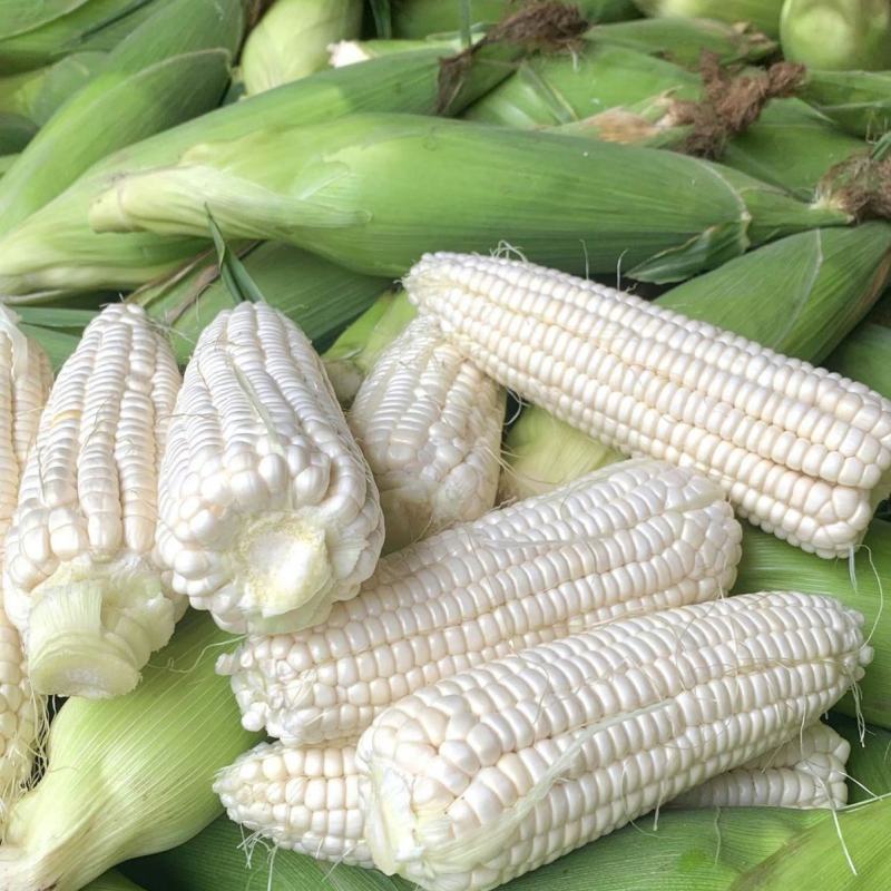 迪甜糯336高端甜糯玉米种子矮杆早熟白糯鲜食玉米种籽甜糯