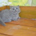 英短蓝猫