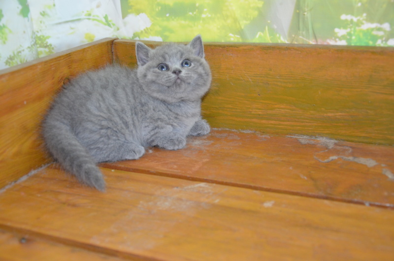 英短蓝猫