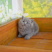 英短蓝猫