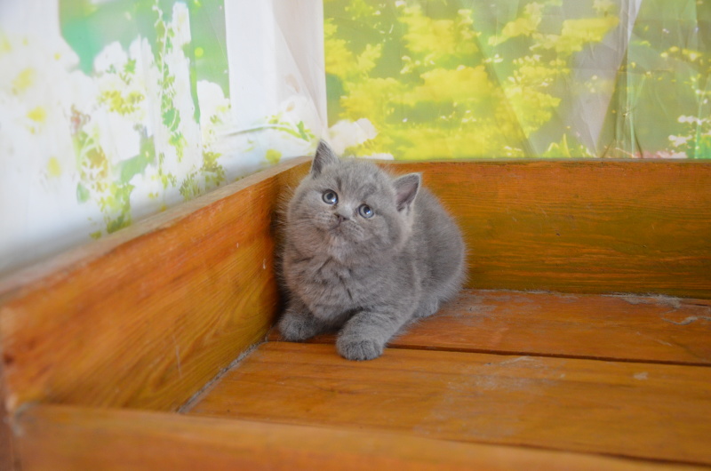 英短蓝猫
