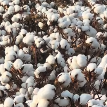 新疆棉花