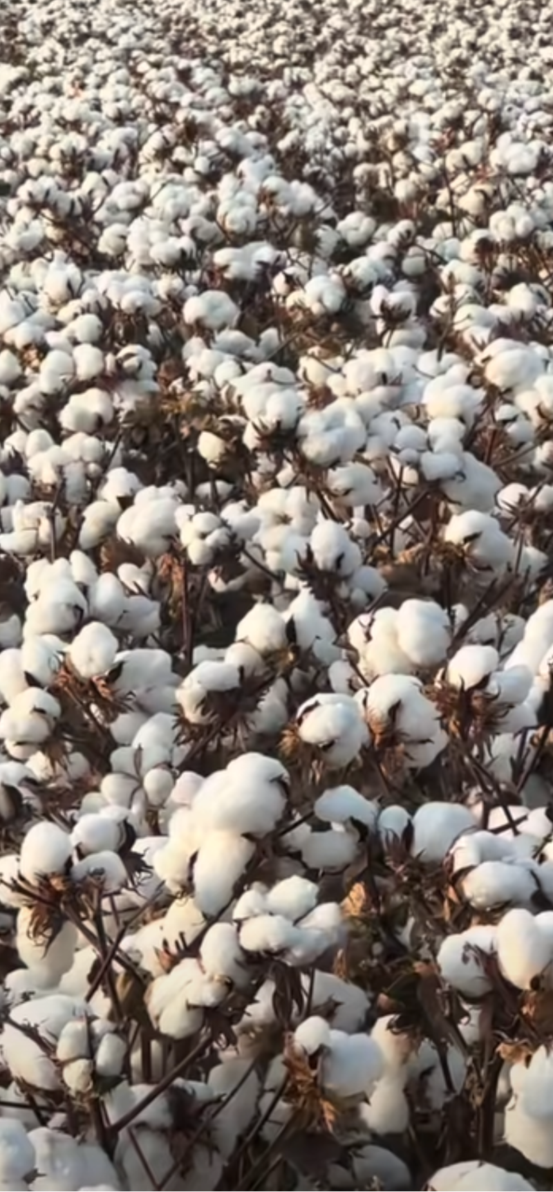 新疆棉花