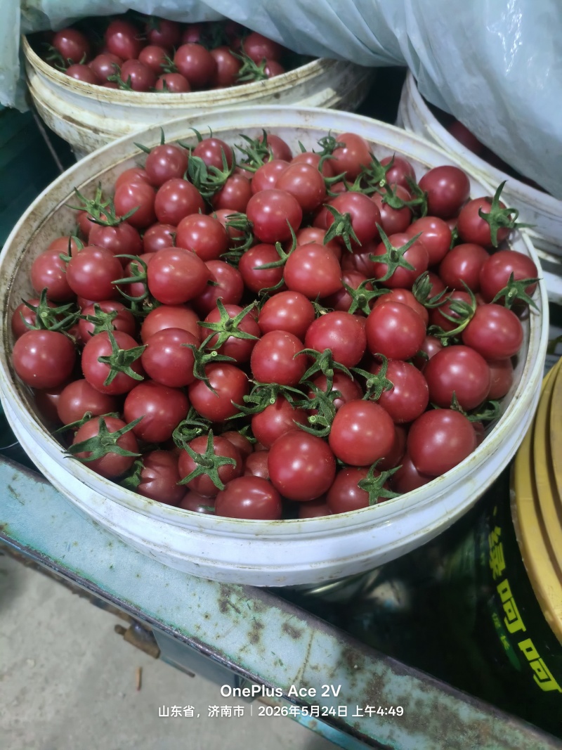 圣女果
