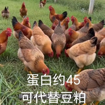 虫㷧复合蛋白下料适合饲料原料或混料使用