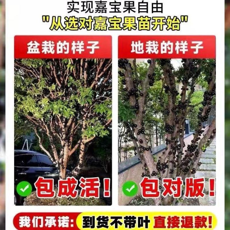 嘉宝果树苗特级沙巴四季艾斯卡阳台庭院盆栽地栽南北种植大果