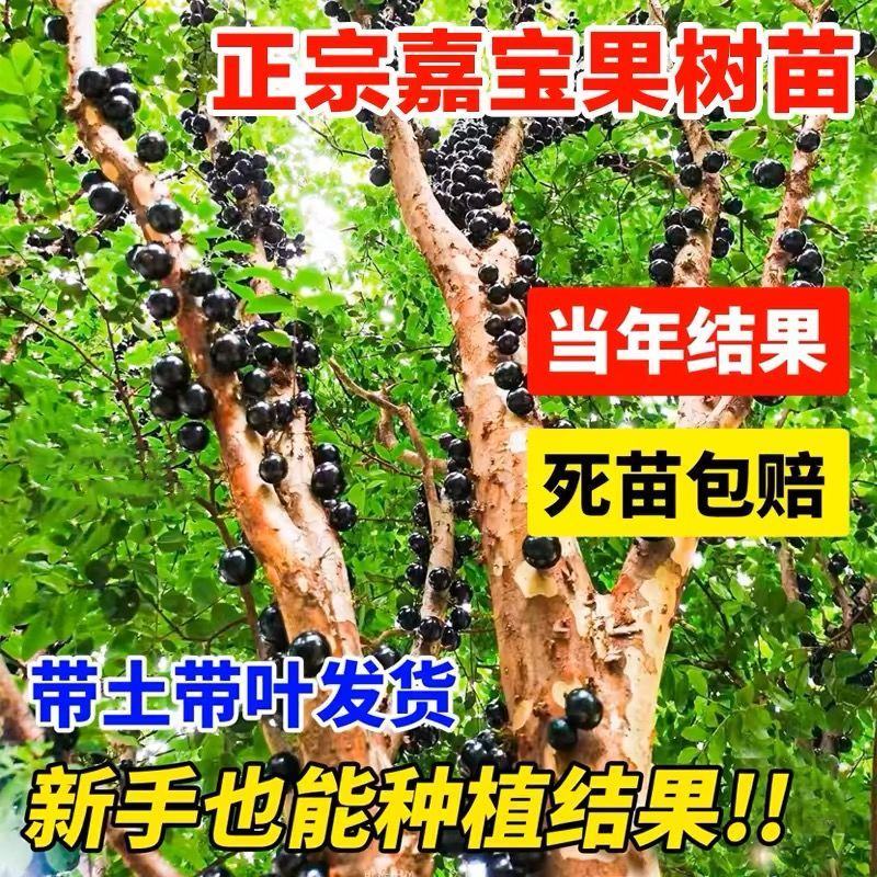 嘉宝果树苗特级沙巴四季艾斯卡阳台庭院盆栽地栽南北种植大果