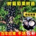 嘉宝果树苗特级沙巴四季艾斯卡阳台庭院盆栽地栽南北种植大果