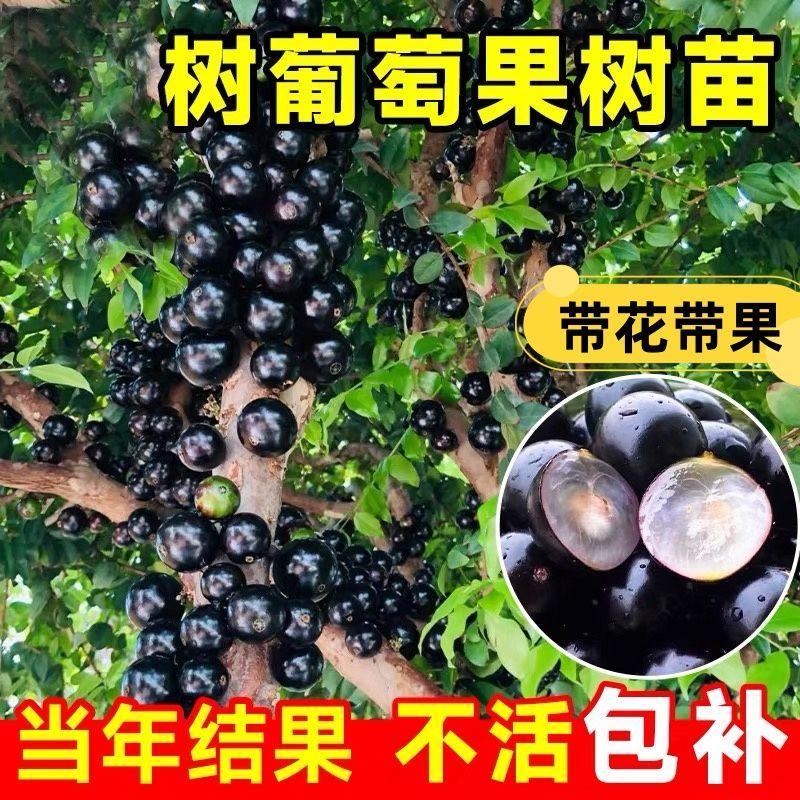 嘉宝果树苗特级沙巴四季艾斯卡阳台庭院盆栽地栽南北种植大果