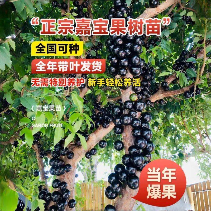 嘉宝果树苗特级沙巴四季艾斯卡阳台庭院盆栽地栽南北种植大果