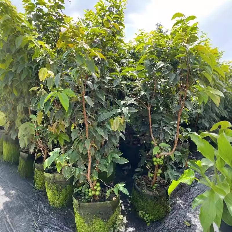 嘉宝果树苗特级沙巴四季艾斯卡阳台庭院盆栽地栽南北种植大果